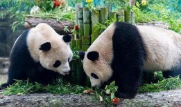 杭州动物园爆料新闻